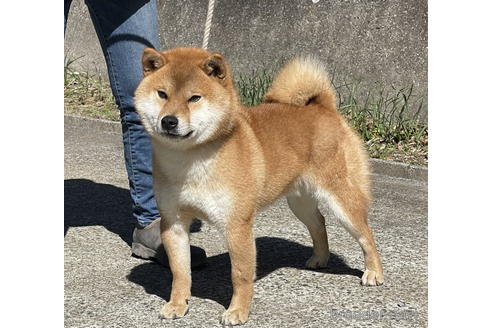 桑牙号　桑名三共荘くん1枚目